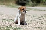 PARSON RUSSEL TERRIER 124